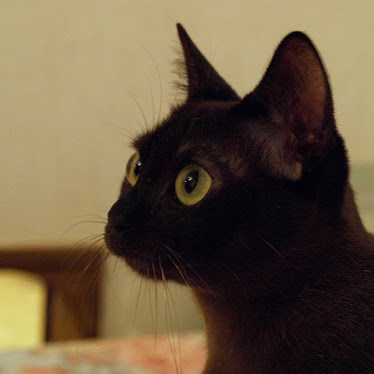 シュウナカタニ