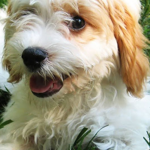 @santiagooliveravelasco4197