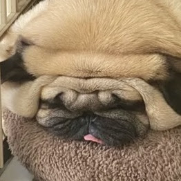 欠抖內