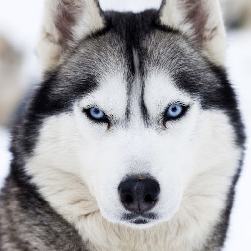 @Wolfram47