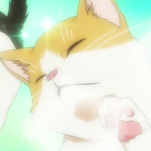 Cats R Cute 🐾 🐱