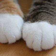 きんつば