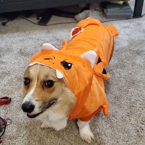 Space Corgi