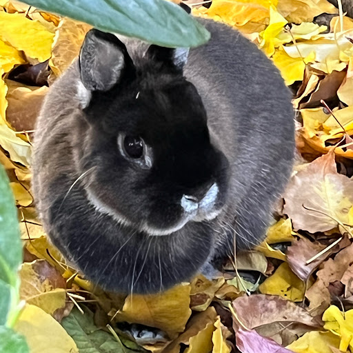 Bunniesaregr8