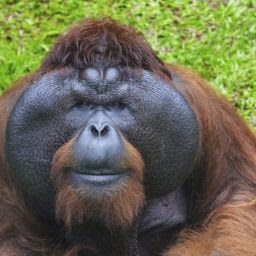 oranguman