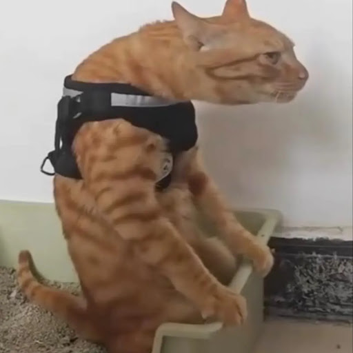 Hyoushi Nshrpr