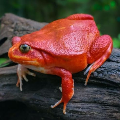 Tomato Frog