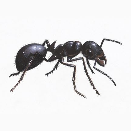 Ant