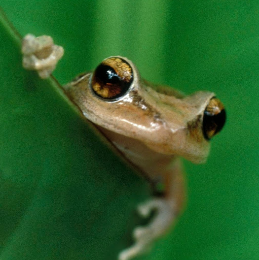 Am Frog
