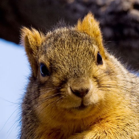 ThatOneSquirrel
