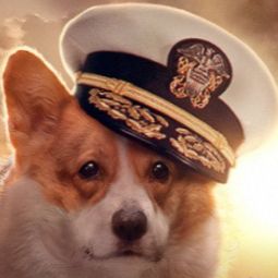 Admiral Corgi