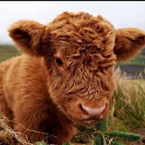 @fluffyxcow1