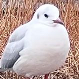 Mika's Chonky Bird