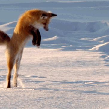 Porco Rosso