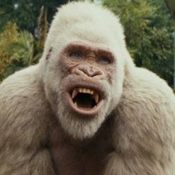 @我道-Gadou_gorilla