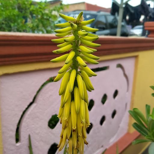 芦荟花 _ aloe vera flower