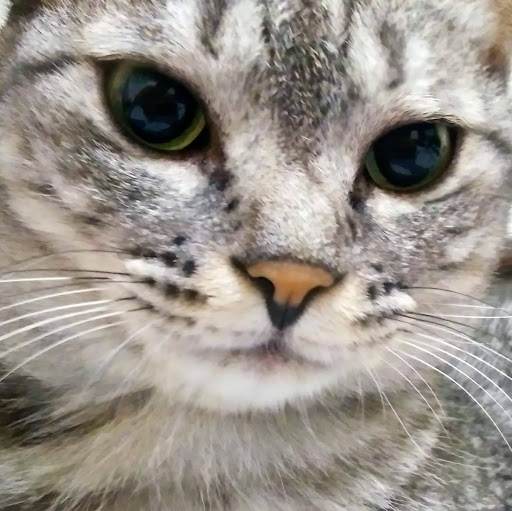 @buttercat6011