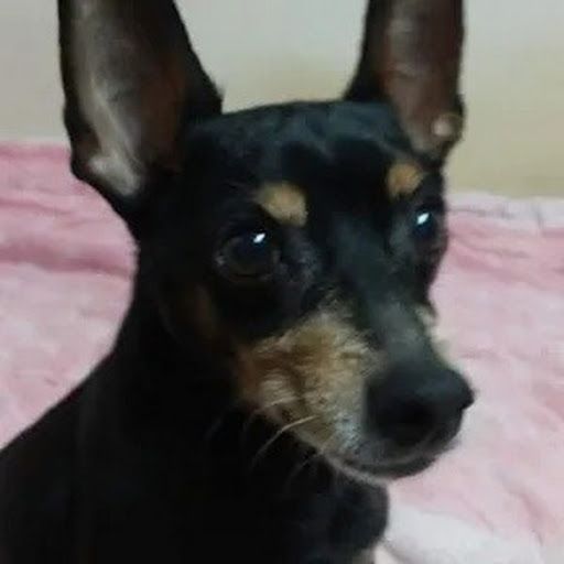 Miniature Pinscher Jjang