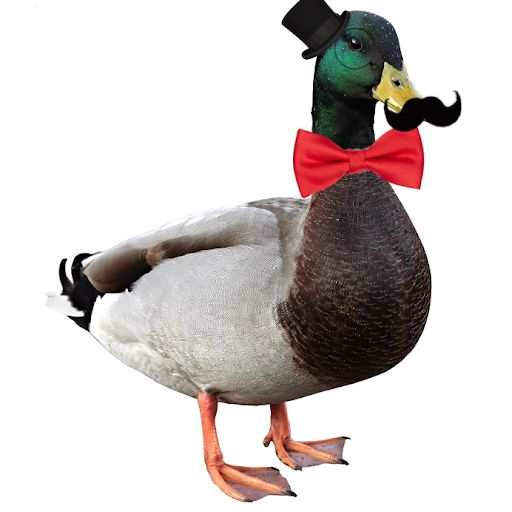 DuckTheCow
