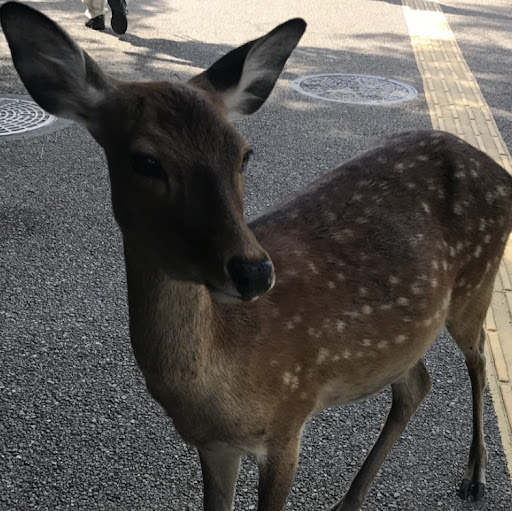 あるかり四世