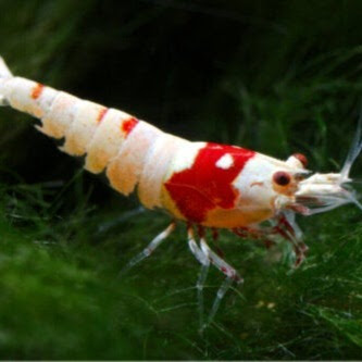 Shrimps are people too