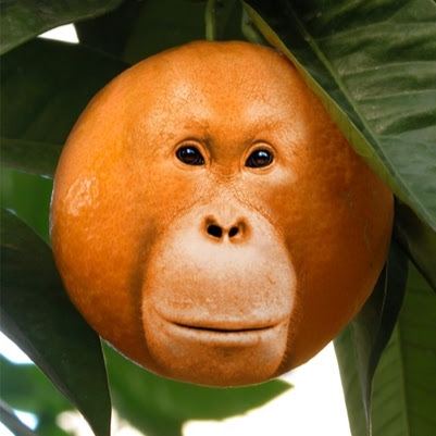 Orange-utan