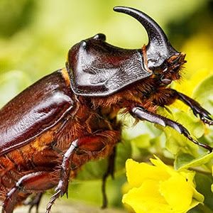 Rhinoceros Beetle