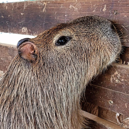 @CAPYBARA326