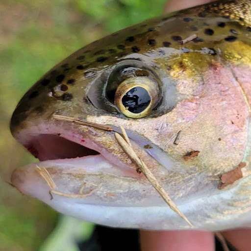 @ぬまぬまちゃん