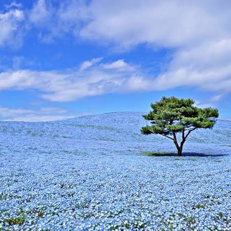 Nemophila