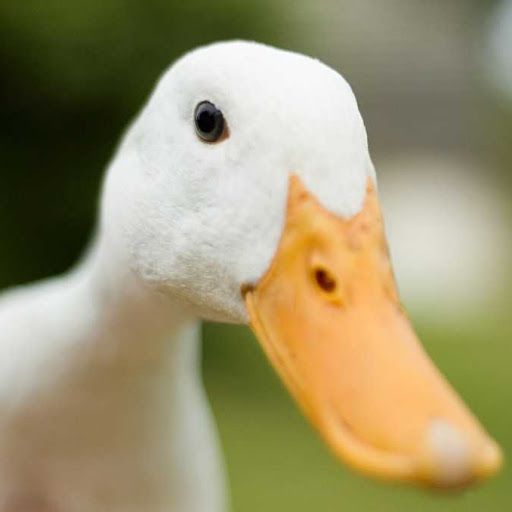 QUACKSERS duck