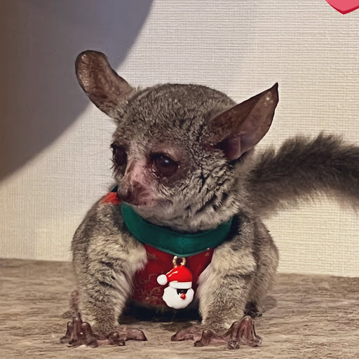 Muchi