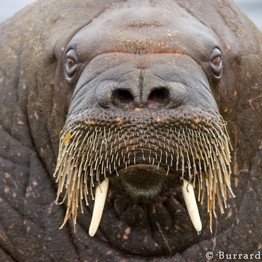 NatusWalrus