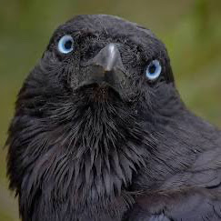 @BarnabusTheBirb