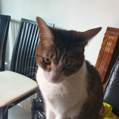 @ddcatddcat