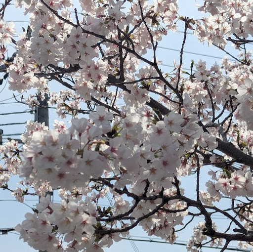 @こたつねこ-o9h