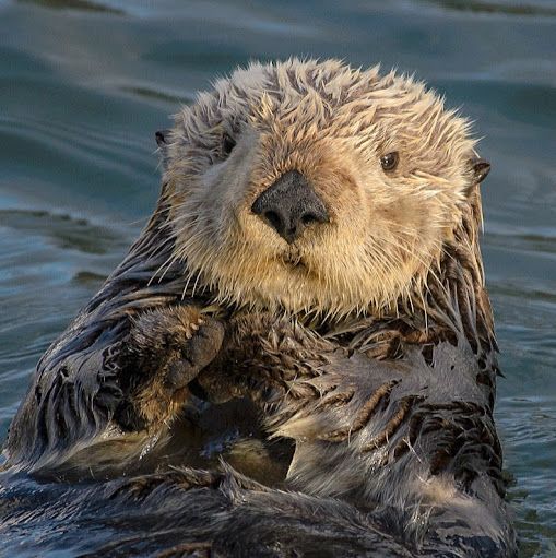 An Otter