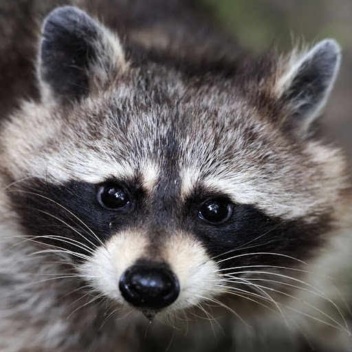@MrRaccoon115