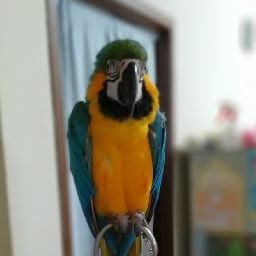 funny parrot