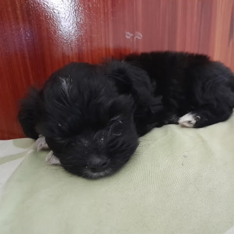 Roco