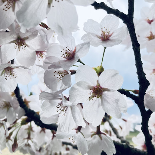 @Spring-vm6yx