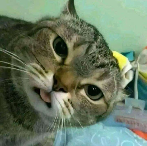 Zanayaa