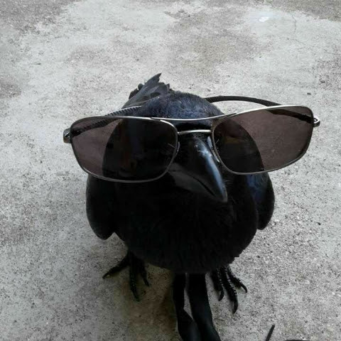 CooLBirB