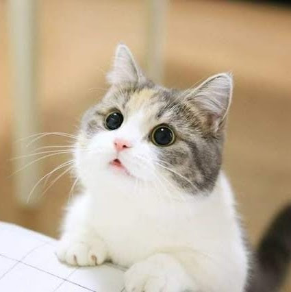 @栗をかじる猫