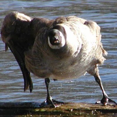 Canada Goose