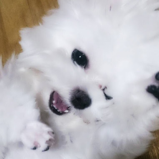 @tomatolukas