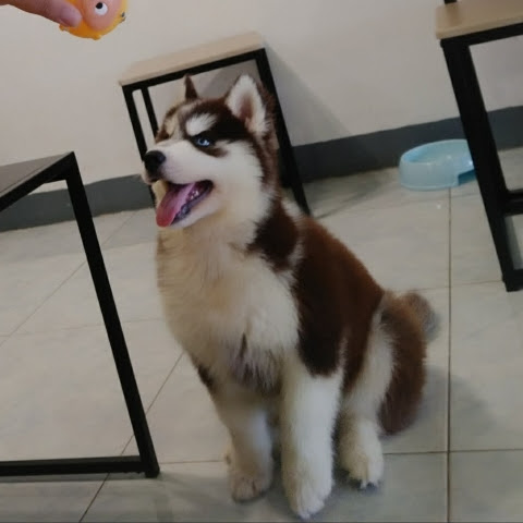 @snowballpimjibun5237