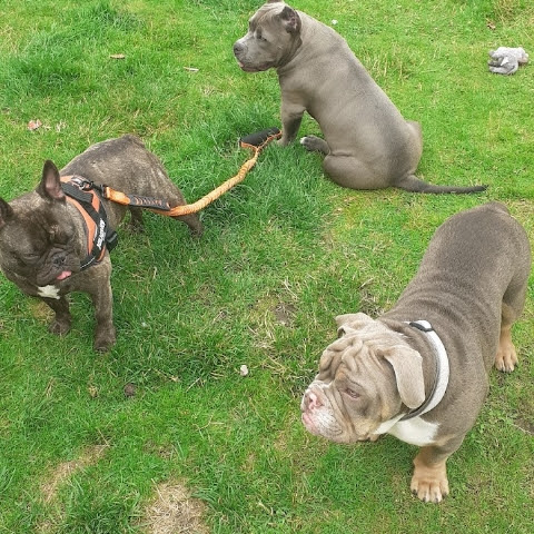 SumoDogs