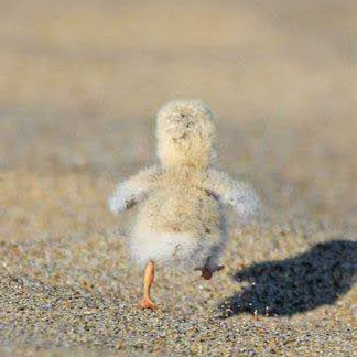 @琥珀こはく-h8g