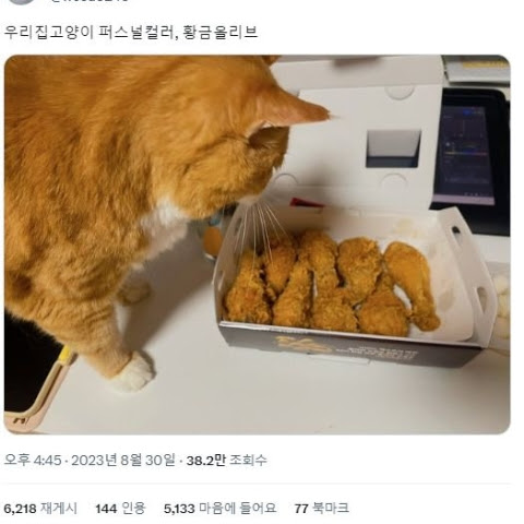 @고양이닭다리강탈사건